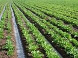 کارگاه آموزشی کاشت چغندر علوفه ای در شهرستان بردسیر برگزار شد