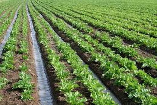 کارگاه آموزشی کاشت چغندر علوفه ای در شهرستان بردسیر برگزار شد