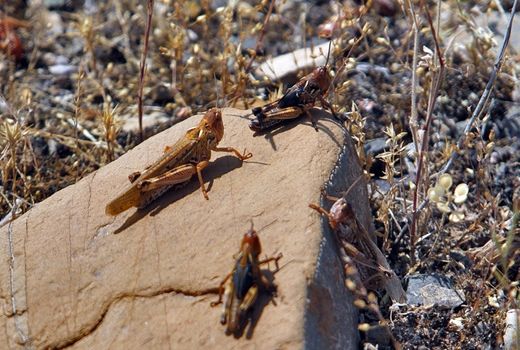 پاک سازی کامل اراضی خوزستان از آفت ملخ صحرایی