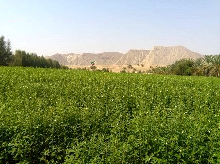  کاشت مکانیزه کنجد در شهرستان خنج