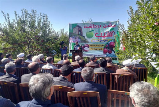 جشن برداشت محصول سیب در یکی از باغات روستای نخود آباد شهرستان هشترود برگزار شد