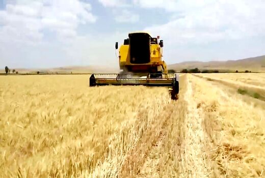 آغازبرداشت غلات ازمزارع فراشبند