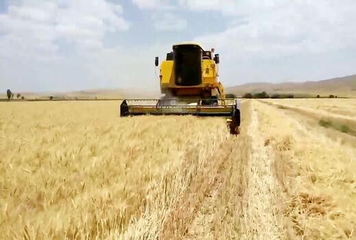 آغازبرداشت غلات ازمزارع فراشبند