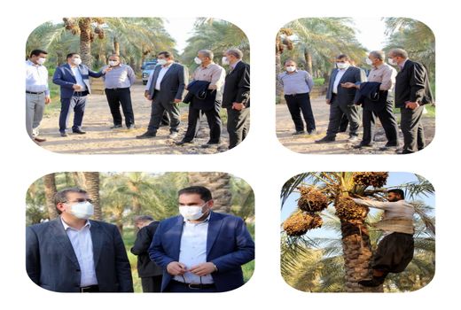 خرید تضمینی خرما از نخلداران خوزستانی آغاز شد