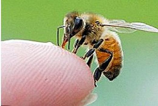 تولید بیش از یک کیلوگرم زهر شیرین در خراسان شمالی