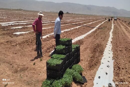 پیش بینی کشت 2 هزار و 500 هکتار گوجه فرنگی در اقلید