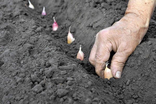 کشت موسیر برای اولین باردر مرودشت