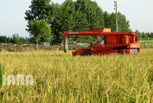 تورم تولید زراعت، باغداری و دامداری سنتی 4.8 درصد افزایش یافت