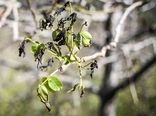 خسارت به باغات و مزارع شهرستان سیرجان بر اثر سرمازدگی مهر ماه