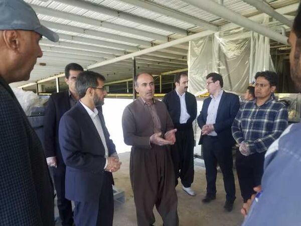 چشم انداز شرکت قارچ کشت اورامان سبز برای تولید 2 هزارو 300تن در سال