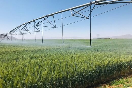 طرح گندم بنیان در مزارع اقلید توسعه می یابد