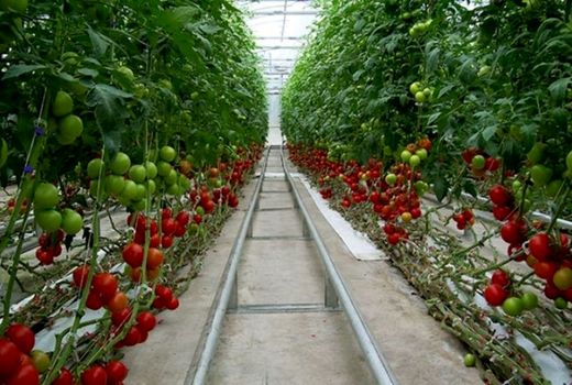 تولید ۷ هزار تن محصول گلخانه‌ای در خراسان جنوبی