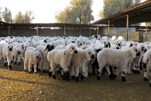 عملیات ساخت 10 واحد دامداری درسیستان وبلوچستان آغازشد