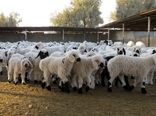 عملیات ساخت 10 واحد دامداری درسیستان وبلوچستان آغازشد