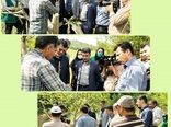 پیوند سرشاخه کاری گردو انجام شد