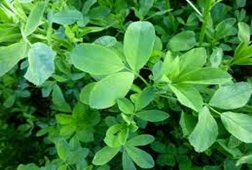                کشت رقم جدید یونجه برای اولین بار در خرمشهر