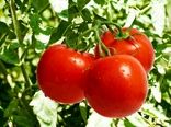 کمبود آب و گرمای شدید، برداشت گوجه را جلو انداخت