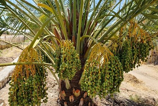 نخیلات در بزرگترین تولید کننده خرما در فارس خوشه آرایی می شوند