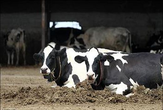 چالش گرانی نهاده و کاهش قیمت گوشت قرمز/ علوفه دام قاچاق می‌شود