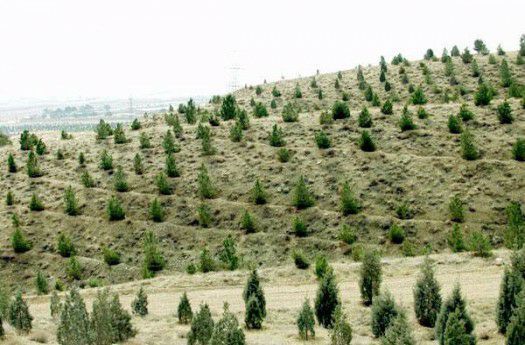 150 هکتار از اراضی بیابانی بخش امیرآباد شهرستان دامغان نهال‌کاری شد