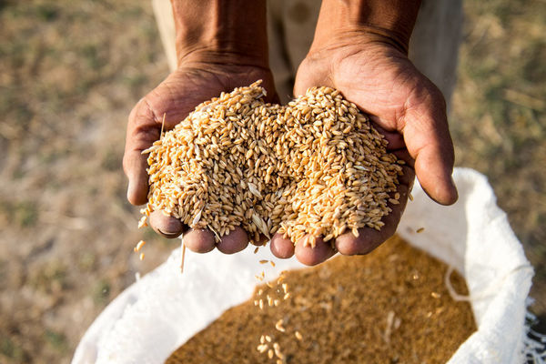 امسال ۱۳ میلیون و ۴۰۰ هزار تن گندم در کشور تولید می‌شود