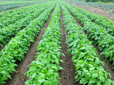 35 تن حبوبات در مزارع کشاورزی شهرستان البرز تولید می شود 