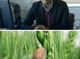 موفقیت استان کردستان در کنترل سن و کاهش سن زدگی در گندم
