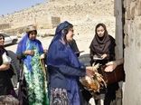 توزیع نیمچه مرغ  بومی در مناطق عشایری فارس