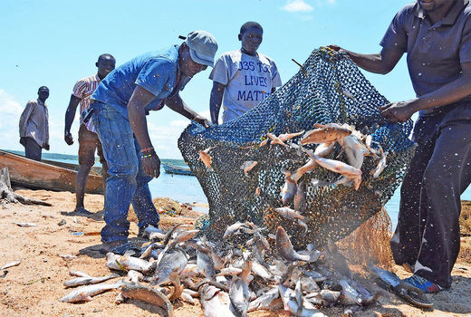 خطر جدی 80درصد صید ماهی در دنیا تهدید می‌کند