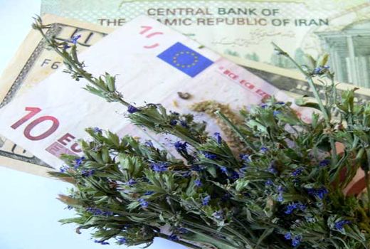 خلأ مدیریت و سازماندهی در حوزه گیاهان دارویی/ فرصت‌های صادراتی در خطر است