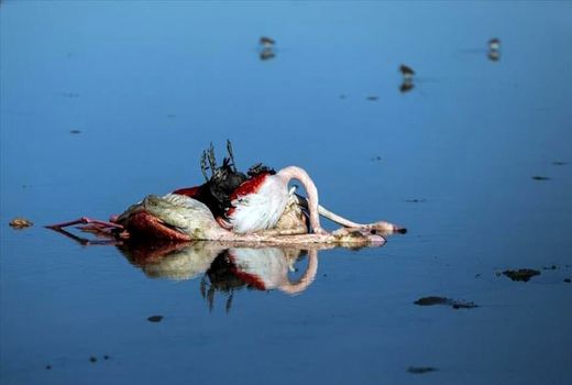 اطلاعیه سازمان دامپزشکی کشور در رابطه با رخداد تلفات پرندگان حیات وحش تالاب میانکاله