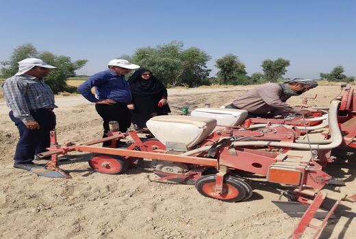 کشت سویا در اراضی شوشتر
