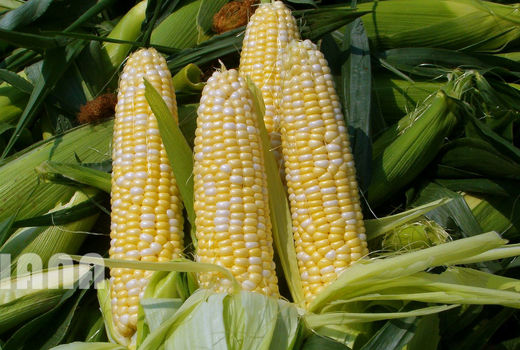 خرید توافقی 61 هزار تن محصولات کشاورزی در همدان 