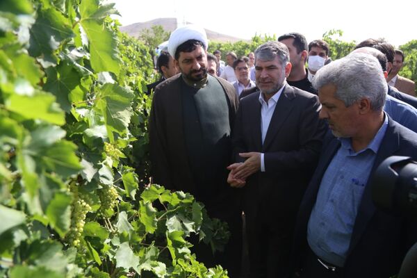بهره برداری و افتتاح طرح فراز باغات انگور در شهرستان ملایر 