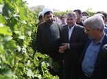 بهره برداری و افتتاح طرح فراز باغات انگور در شهرستان ملایر 