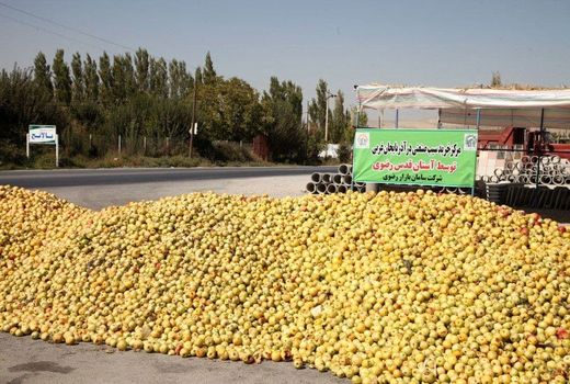 پرداخت نزدیک به 50 میلیارد تومان از مطالبات خرید تضمینی سیب صنعتی در آذربایجان غربی