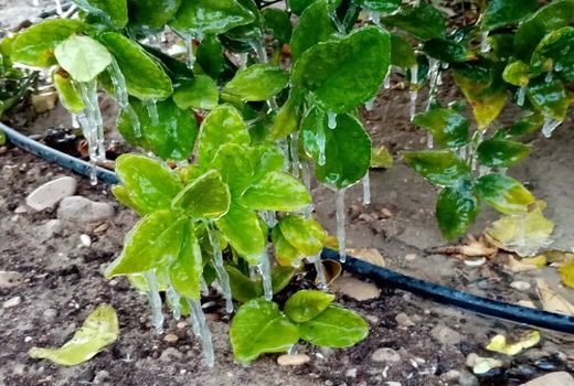 خسارت 3950 میلیاردریالی سرما به کشاورزی استان فارس