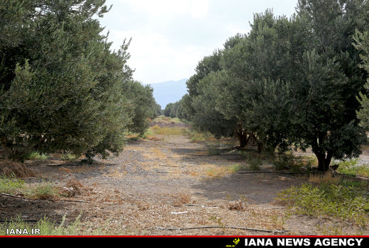 اختصاص ۸۶ هزار هکتار از باغات کشور به کاشت زیتون 