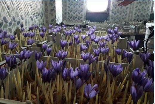 کشت زعفران به روش آیروپونیک در تنگستان