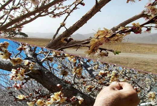 خسارت 461 میلیارد تومانی سرما به باغات آباده