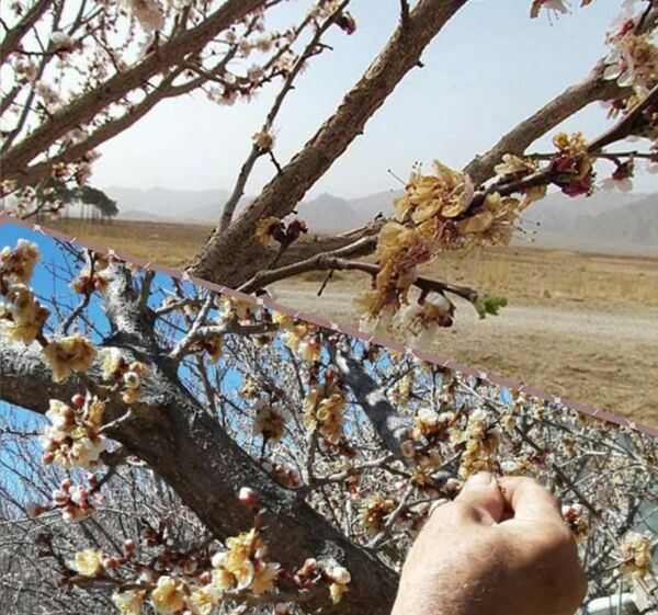 خسارت 461 میلیارد تومانی سرما به باغات آباده