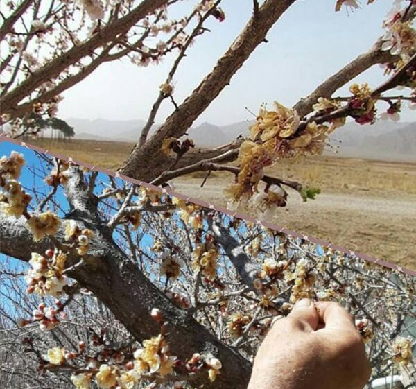 خسارت 461 میلیارد تومانی سرما به باغات آباده