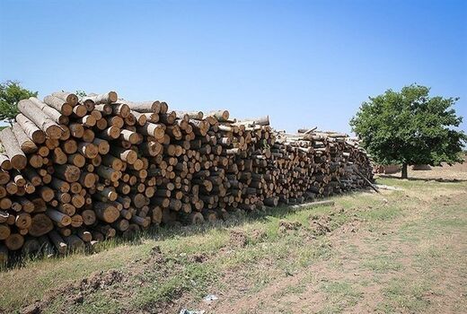 باند بزرگ قطع درختان بلوط در فارس متلاشی شد