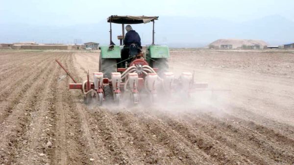 450 هکتار از مزارع کشاورزی شهرستان آبیک به زیر کشت چغندرمی رود