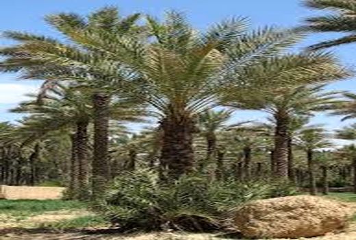 برداشت بیش از 7000 تن خرما از 2395 هکتار نخلستانهای شهرستان کرمان