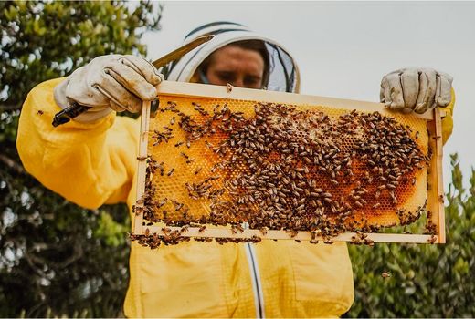 تولید سالانه 544 تن عسل در قائم‌شهر/ ارزش اقتصادی 380 میلیاردی