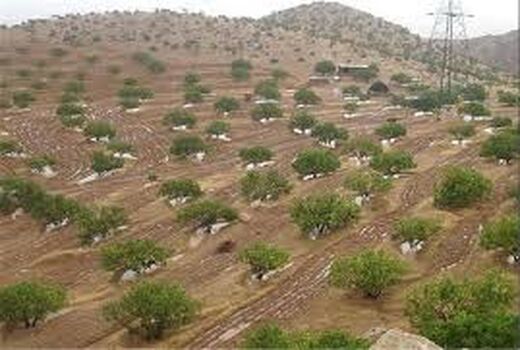 تصرف زمین به بهانه کشت محصول در اراضی شیب‌دار