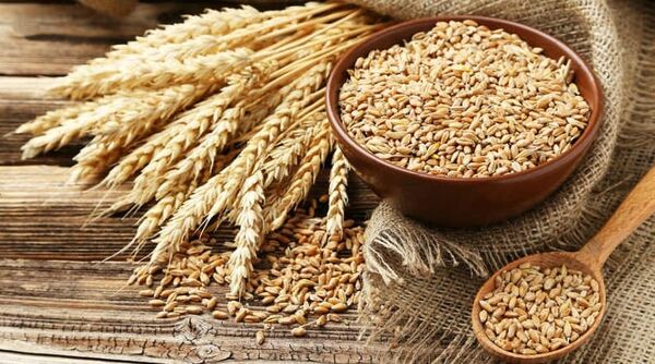 رایزنی سه‌جانبه بر سر نرخ خرید تضمینی گندم
