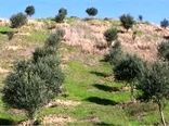 اعتبار 600 میلیارد ریالی برای تجهیز اراضی کشاورزی زنجان به آبیاری نوین