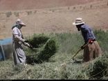 اجرای طرح الگوی کشت تنظیم درآمد کشاورزان را به دنبال دارد